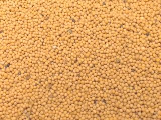 I will sell white mustard, purity 99%, with all