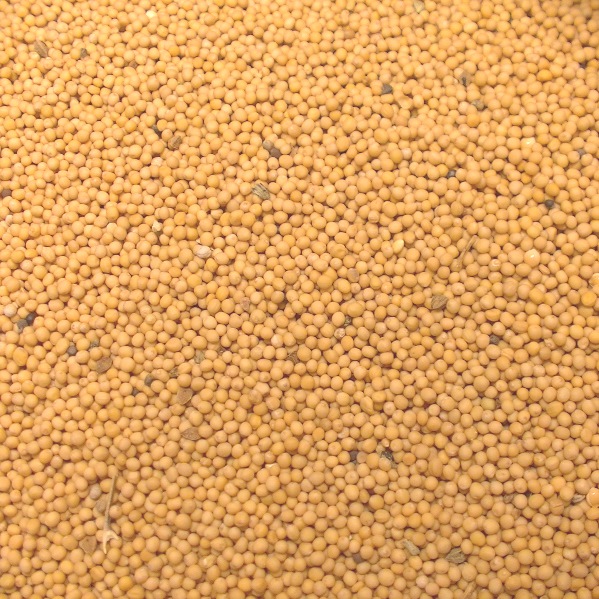 I will sell white mustard, purity 99%, with all tests