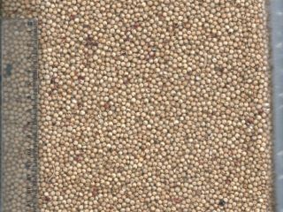 I will sell Hungarian white and red sorghum from