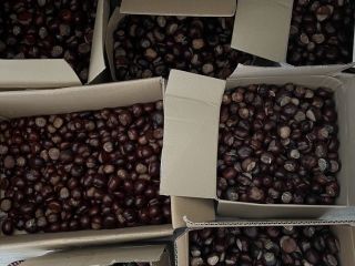 I have chestnuts for sale (inedible). Please contact me.