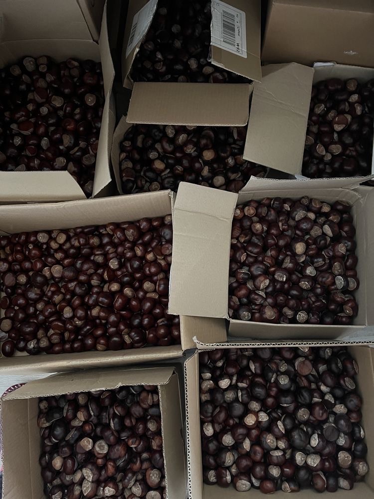 I have chestnuts for sale (inedible)