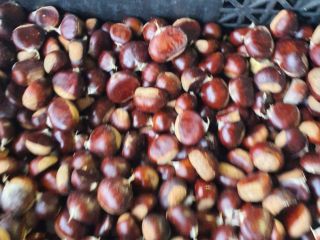 First class sweet chestnuts