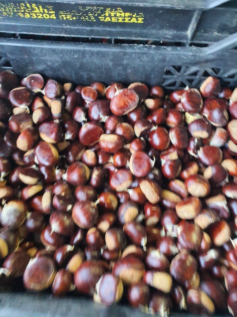 First class sweet chestnuts