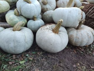I'm selling baking pumpkin. Price 2 lei per kg.