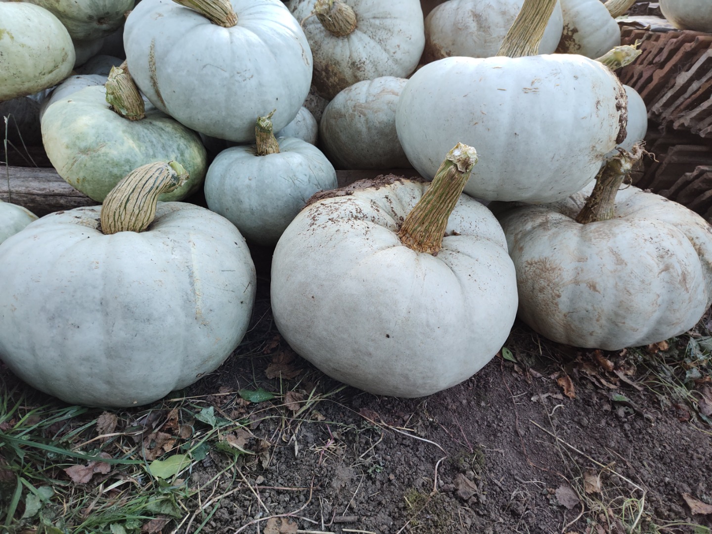 I'm selling baking pumpkin