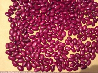 Various varieties of beans are available for sale. Here