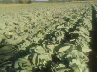I sell Potomak cabbage wholesale. The price is 35