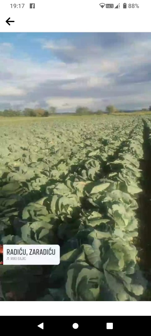 I sell Potomak cabbage wholesale