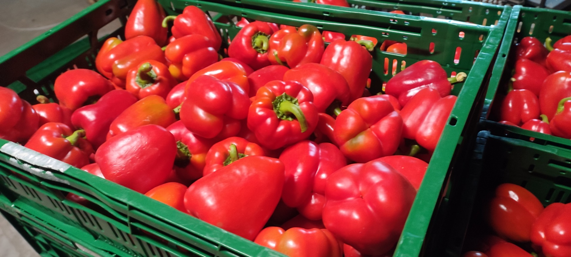 I will sell nice, fresh, second-class peppers with tails