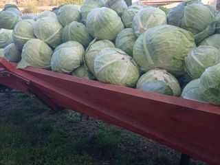 Hello, I am selling white cabbage in truckload quantities
