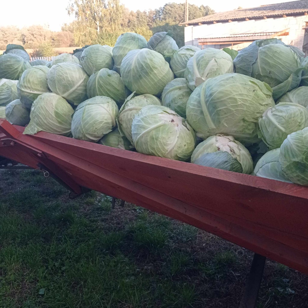 Hello, I am selling white cabbage in truckload quantities