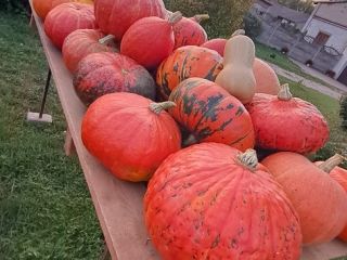 I will sell home-grown pumpkin and zucchini. Various shapes