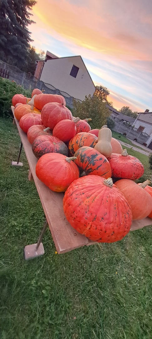 I will sell home-grown pumpkin and zucchini