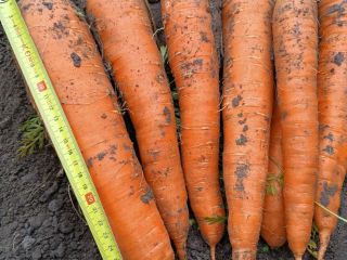 I will sell loose edible carrots, Muleta variety -