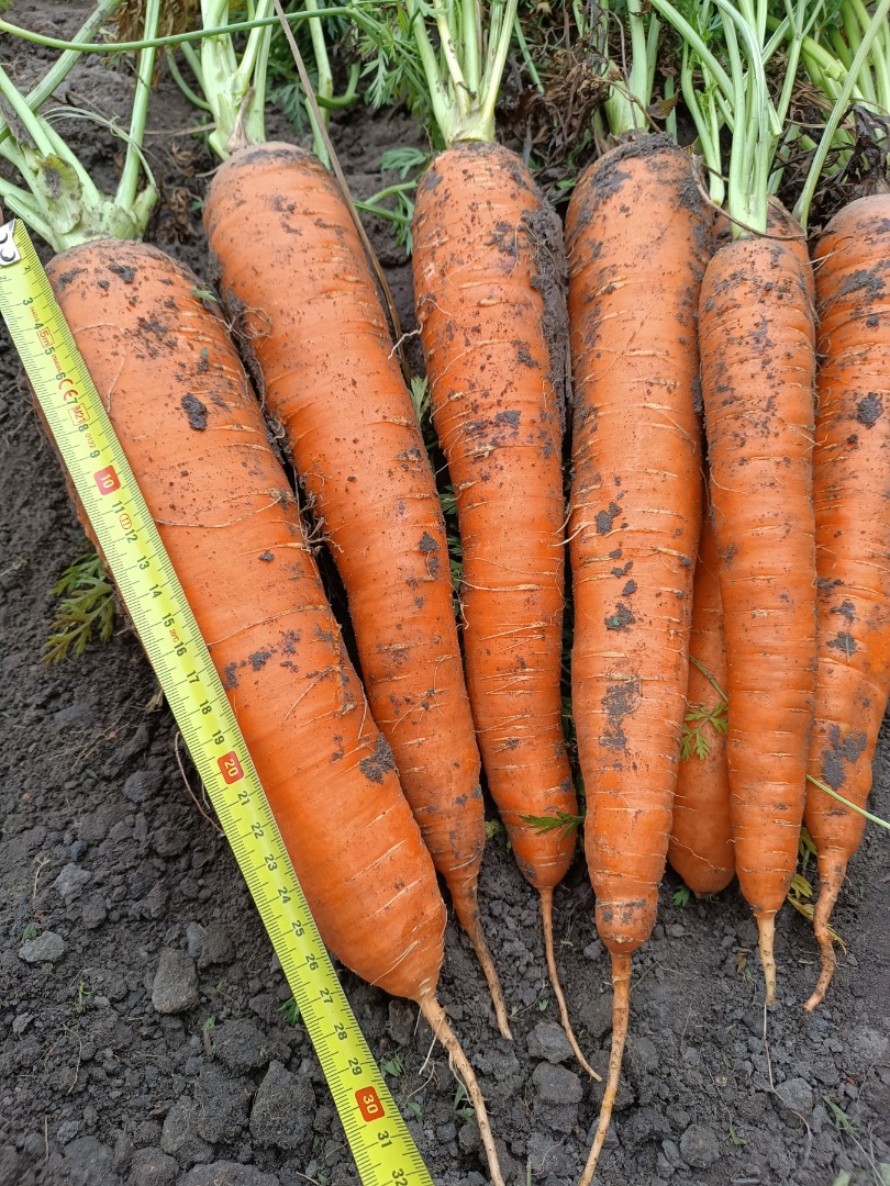 I will sell loose edible carrots, Muleta variety - 500 tons and Warmia variety - 200 tons