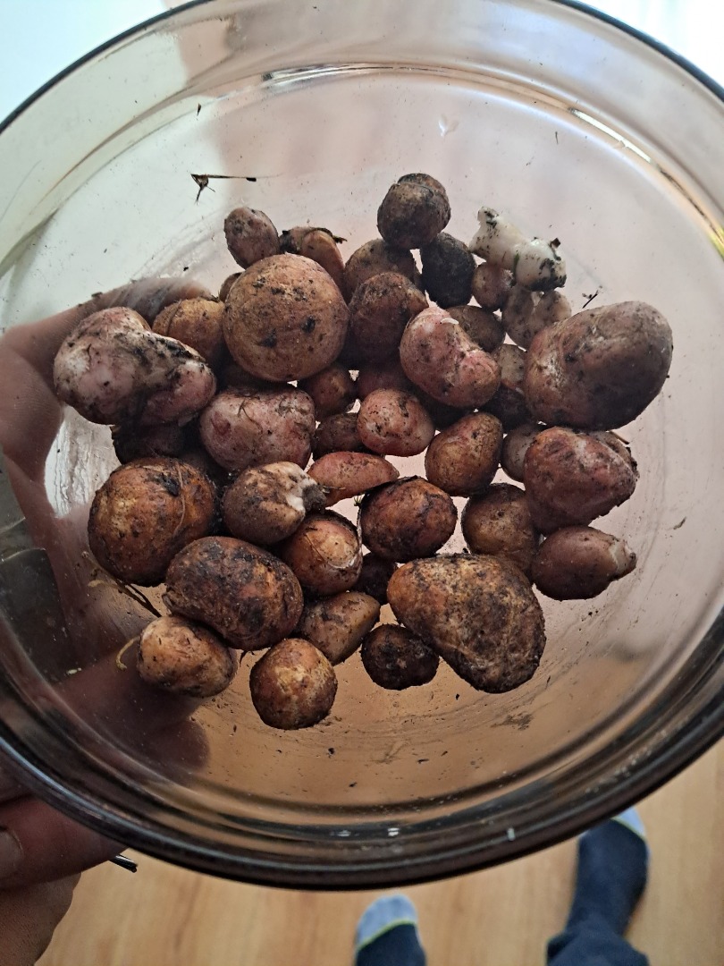 I am selling truffles weighing 450 g