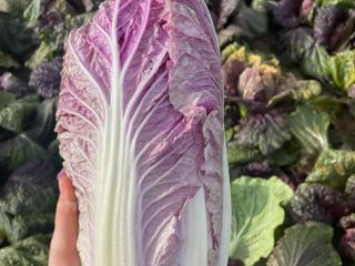 I will sell 40 tons of purple Chinese cabbage.