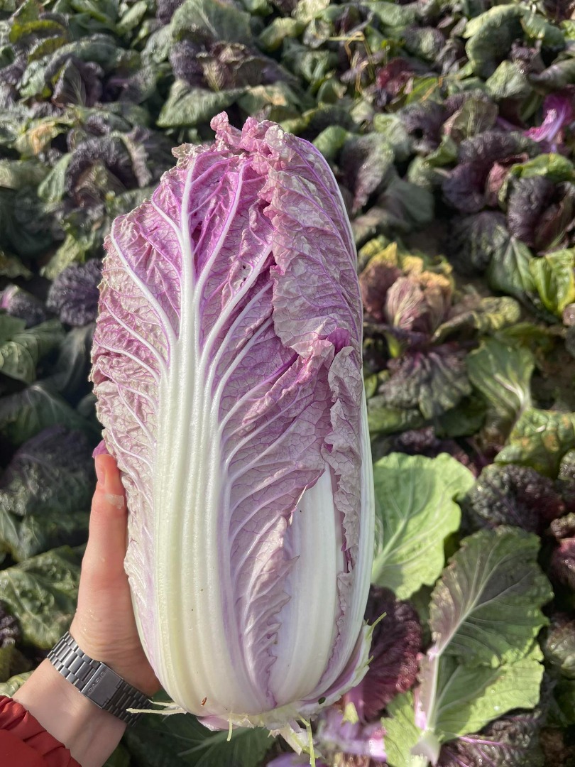 I will sell 40 tons of purple Chinese cabbage