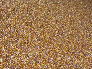 Freshly harvested corn, dried