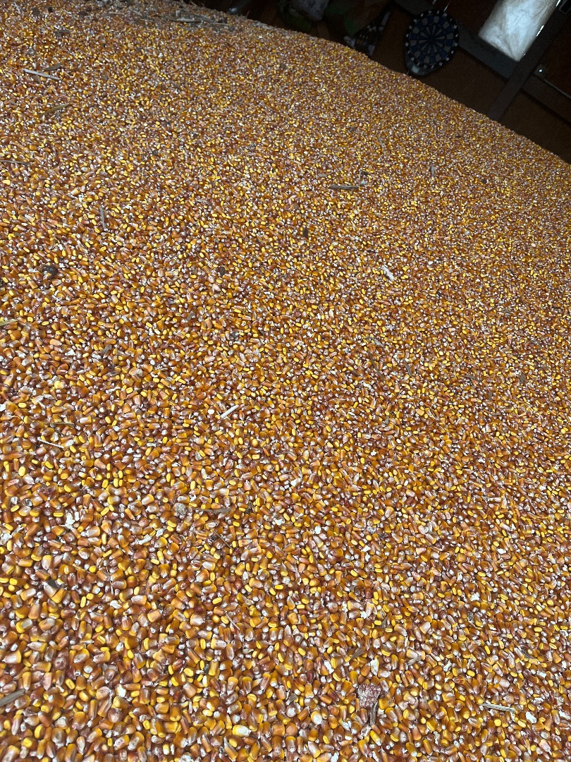 Freshly harvested corn, dried