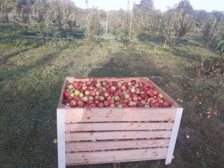 We sell APPLES and JUICE! VARIETIES: Ionathan, Idared, Florina,