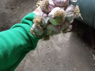 I will sell garlic Harnaś Kabura 2-7 I have