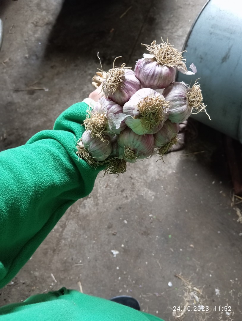 I will sell garlic Harnaś Kabura 2-7 I have approximately 10,000 bulbs of various sizes
