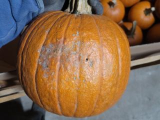 I will sell pumpkins for industry or fodder GOMEZ