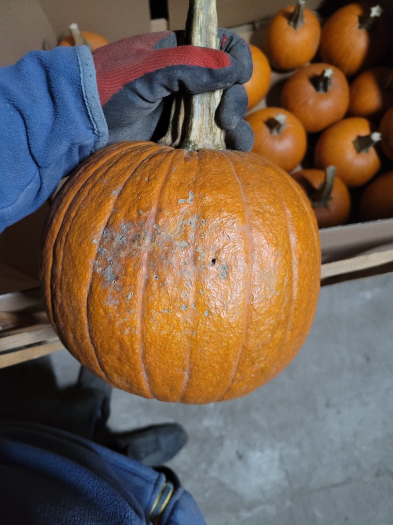 I will sell pumpkins for industry or fodder GOMEZ 1.5 t