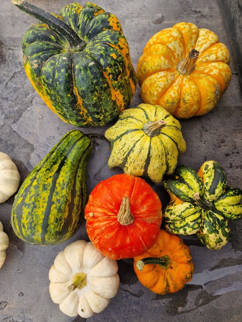 I will sell decorative pumpkins in large quantities