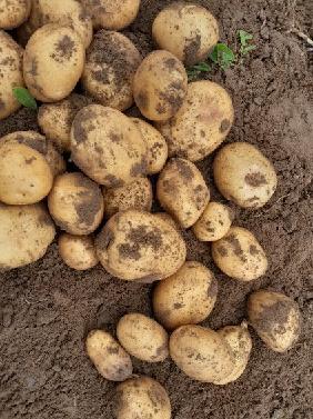 [ ENG ]Good morning, I have large quantities of yellow and red potatoes for sale, packaging and size to be agreed, I invite you to long-term cooperation