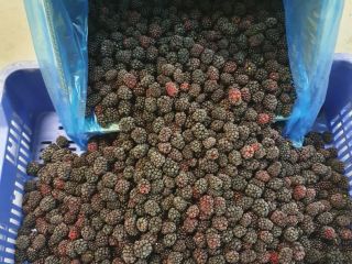 Frozen blackberries variety Lochness, 80/20 cleaned. Packaging 10kg net