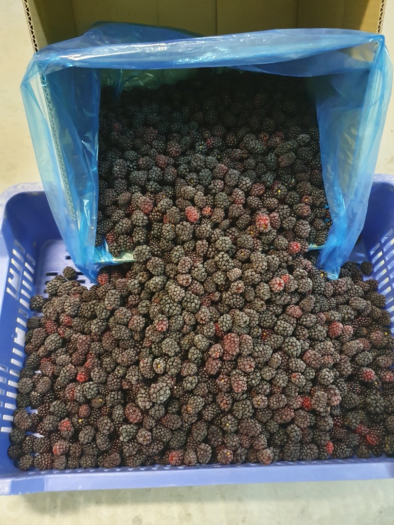 Frozen blackberries variety Lochness, 80/20 cleaned
