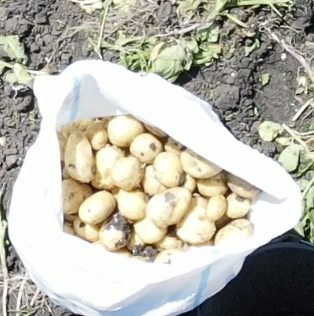 Fresh potatoes Every spring, around March-April, we harvest fresh potatoes