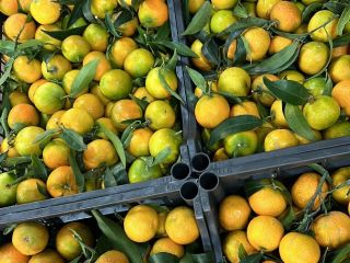 I am selling size 5 mandarins for abroad