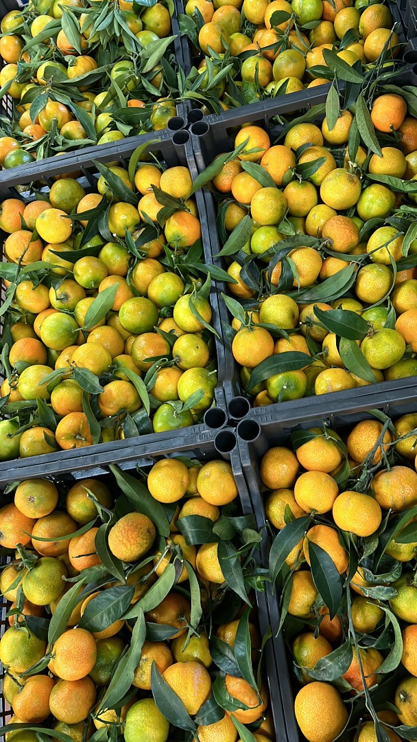 I am selling size 5 mandarins for abroad