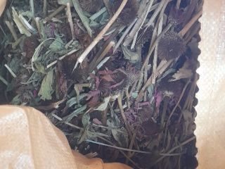 I am selling the herb Echinacea purpurea whole stem,