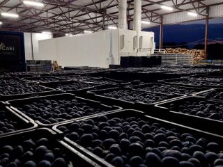 I am selling 70 tons of prunes. Plums are