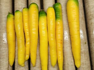 Yellow carrots for sale. Approximately 600 tons available. Packaging