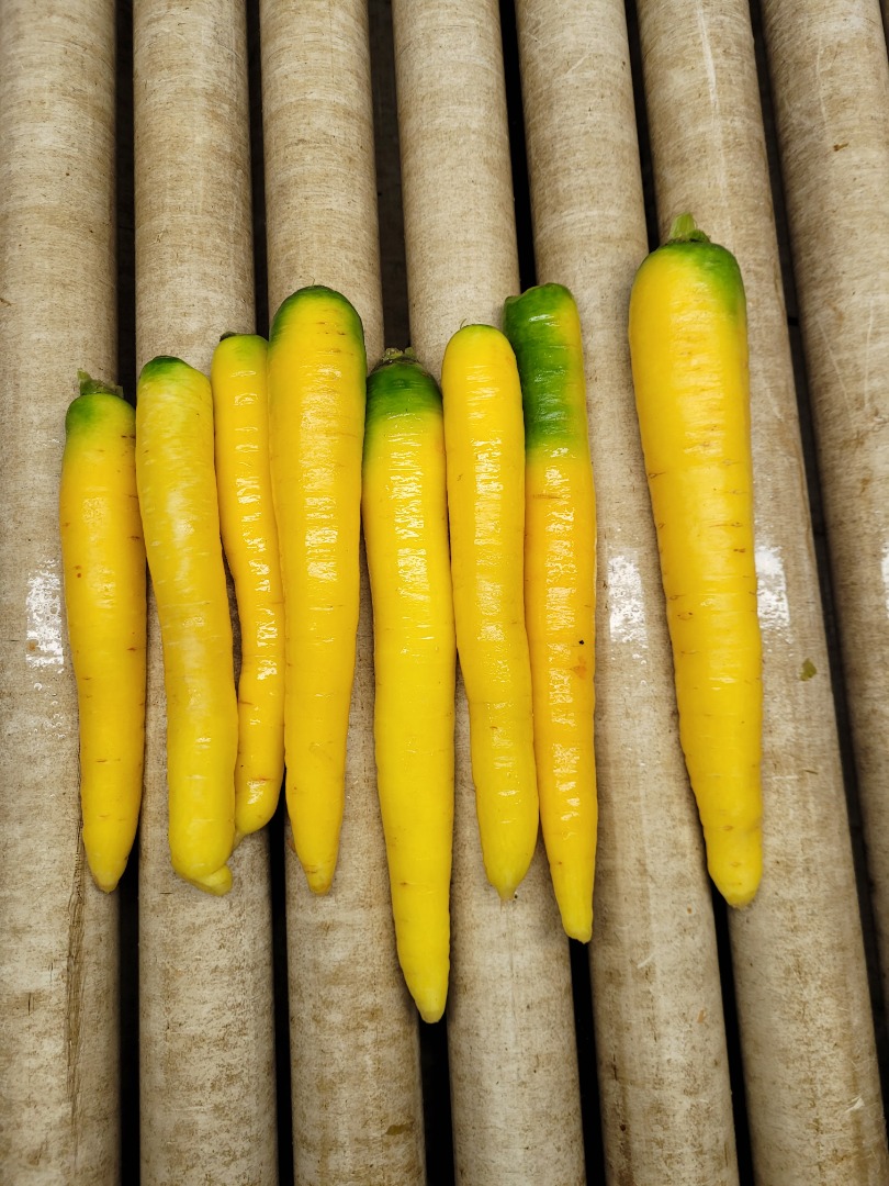 Yellow carrots for sale