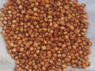 We sell red sorghum 2023 harvest. Red sorghum for