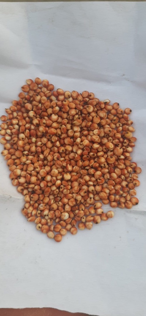 We sell red sorghum 2023 harvest