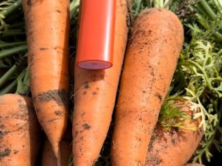 I have a nice carrot of the Cordoba F1
