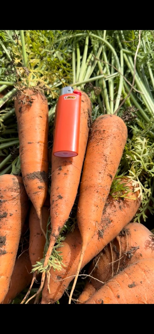 I have a nice carrot of the Cordoba F1 variety for sale