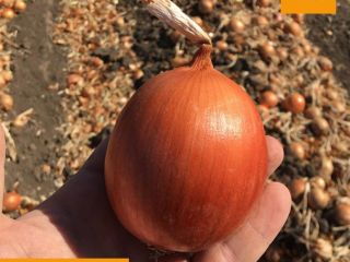 I am selling a nice onion, the Kampero F1