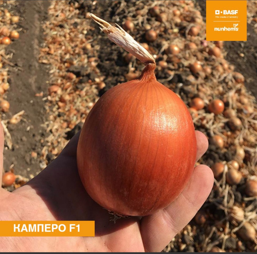 I am selling a nice onion, the Kampero F1 variety
