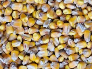 62-010 Węglewo Dry corn for sale. Price PLN 900