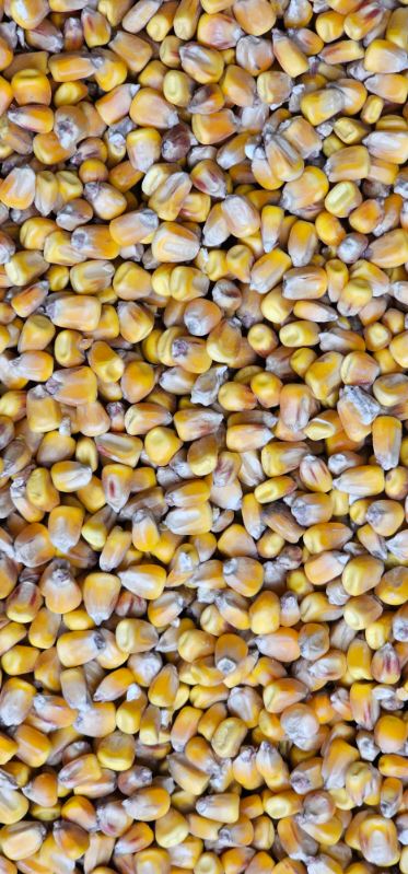 62-010 Węglewo Dry corn for sale