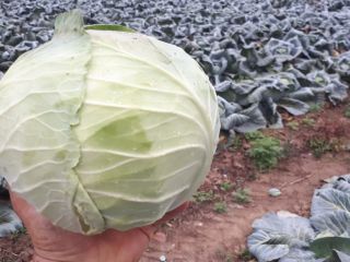 We sell cabbage of different sizes. 1. weighing between
