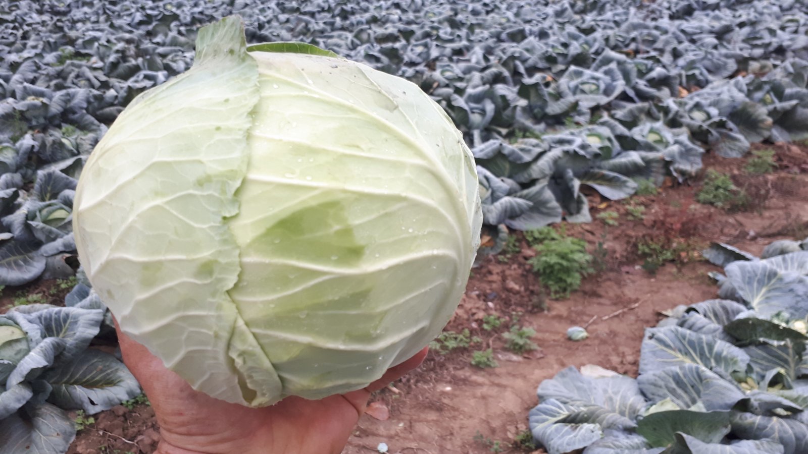 We sell cabbage of different sizes